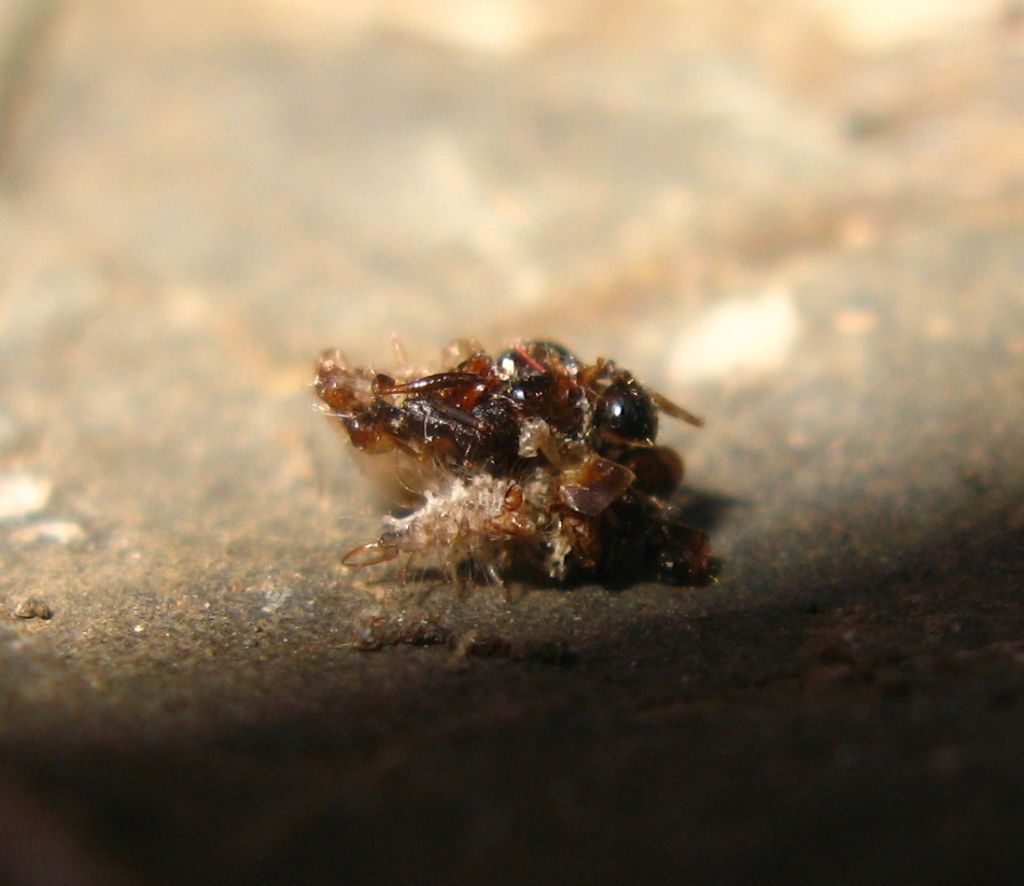 Larva di  Pseudomallada (ex Dichochrysa) sp. (Chrysopidae)